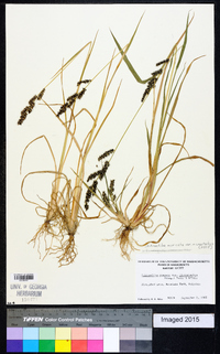 Echinochloa muricata var. microstachya image