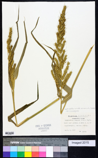 Echinochloa muricata var. muricata image