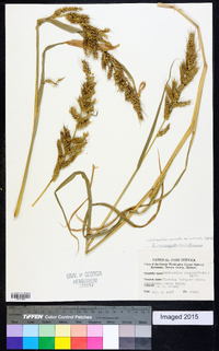 Echinochloa muricata var. muricata image