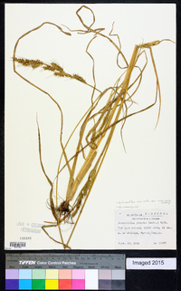 Echinochloa muricata var. muricata image