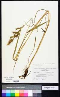 Echinochloa muricata var. muricata image