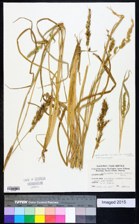 Echinochloa muricata var. muricata image