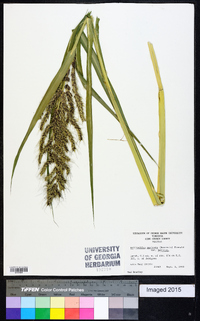 Echinochloa muricata var. muricata image