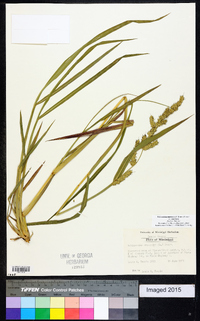 Echinochloa muricata var. muricata image