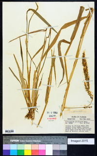 Echinochloa paludigena image