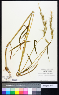 Echinochloa stagnina image