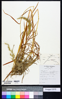 Echinochloa stagnina image