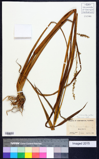 Echinochloa walteri image