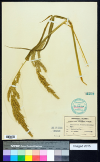 Echinochloa walteri image