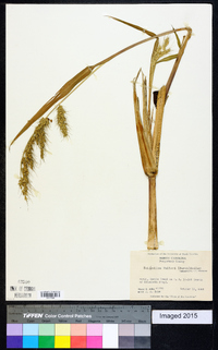 Echinochloa walteri image