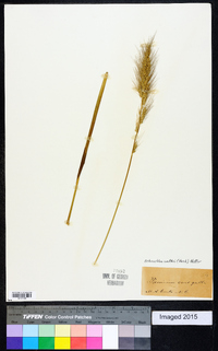 Echinochloa walteri image