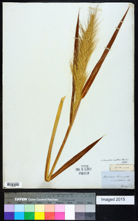 Echinochloa walteri image