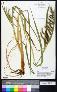 Echinochloa walteri image