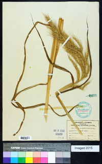 Echinochloa walteri image