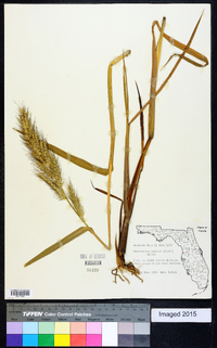 Echinochloa walteri image