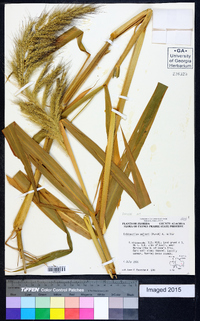 Echinochloa walteri image