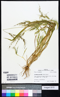 Echinochloa walteri image