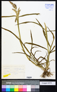 Echinochloa walteri image