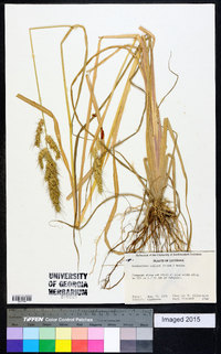 Echinochloa walteri image