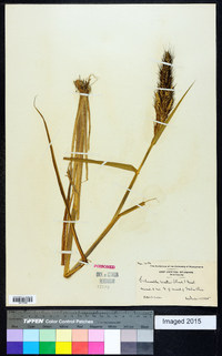 Echinochloa walteri image