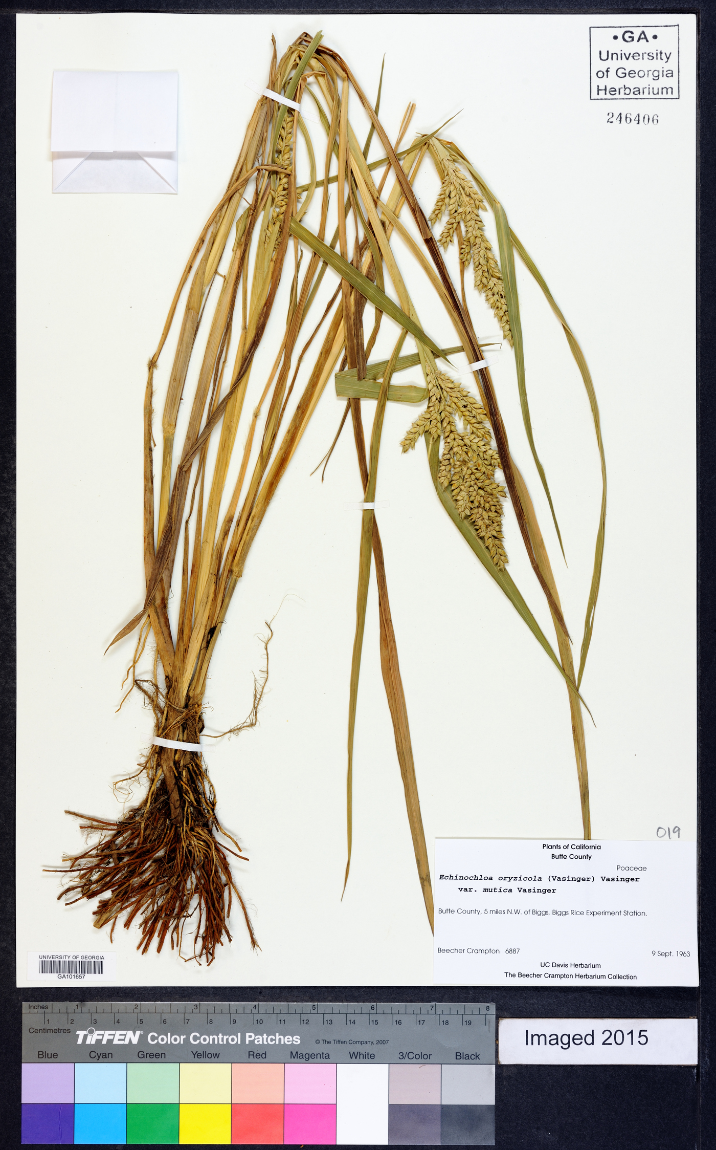 Echinochloa oryzicola image