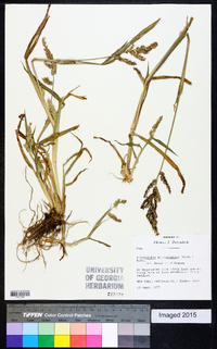 Echinochloa muricata var. microstachya image