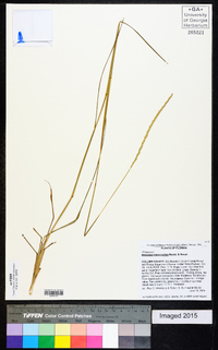 Elionurus tripsacoides image