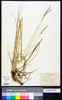 Elymus agropyroides image
