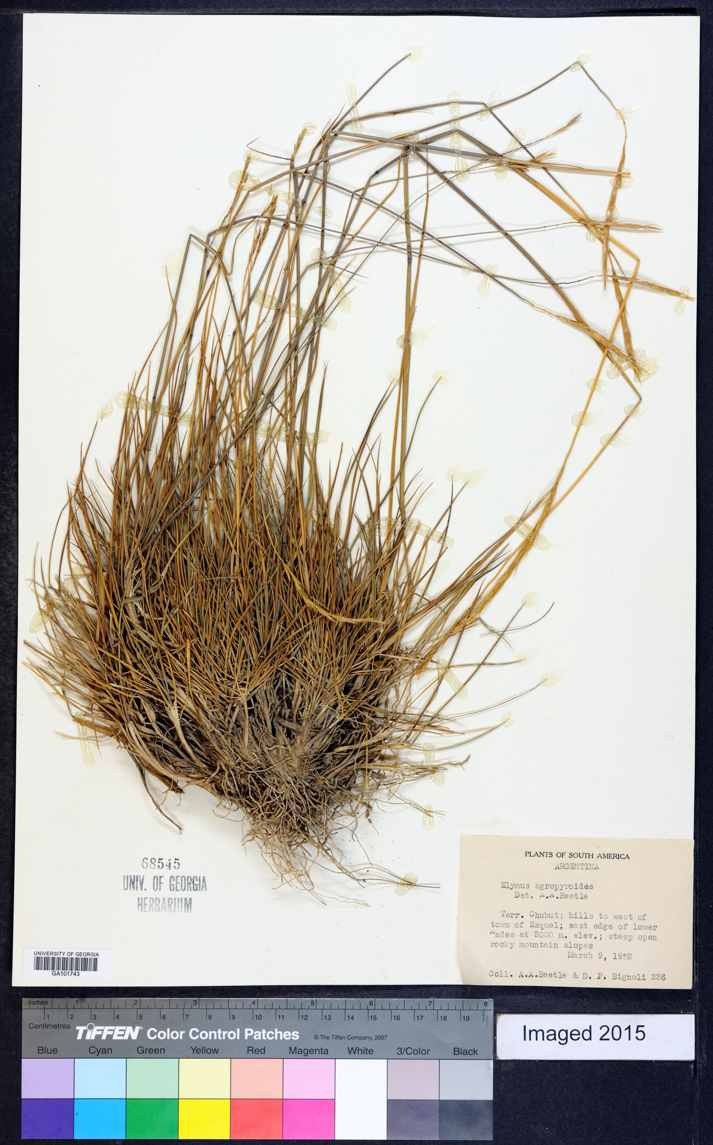 Elymus agropyroides image