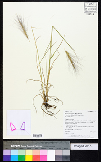 Elymus elymoides subsp. brevifolius image