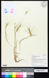 Elymus elymoides subsp. elymoides image