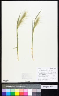 Elymus elymoides subsp. brevifolius image