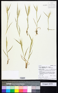 Elymus elymoides subsp. brevifolius image