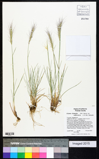 Elymus elymoides subsp. californicus image