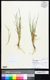 Elymus elymoides subsp. elymoides image