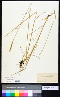 Elymus glaucus image