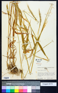 Elymus glaucus image