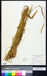 Elymus glaucus image