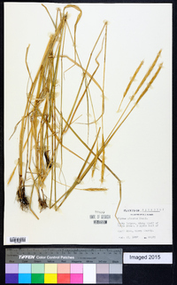 Elymus glaucus image