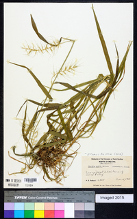 Elymus hystrix image