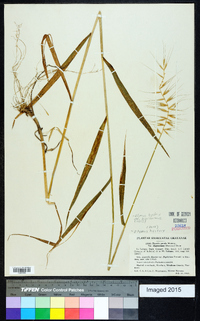 Elymus hystrix image