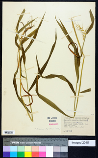 Elymus hystrix image