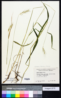 Elymus hystrix image