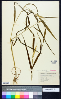 Elymus hystrix image