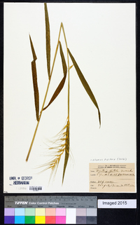 Elymus hystrix image