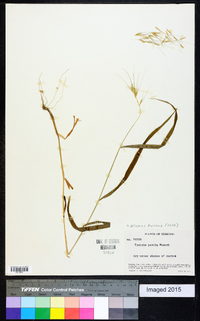 Elymus hystrix image