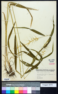 Elymus hystrix image