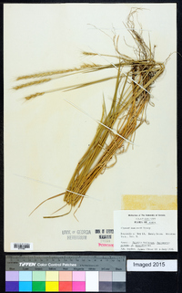 x Elyhordeum macounii image