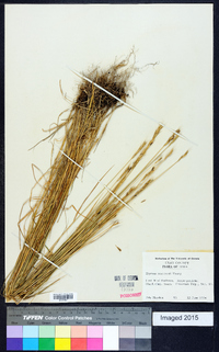 Elymus macounii image