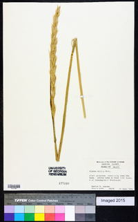 Leymus mollis subsp. mollis image